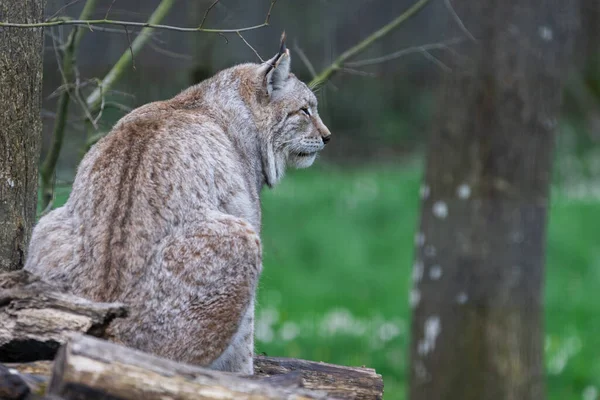 A lynx resting in the forest