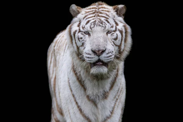 Biały Tygrys Czarnym Tłem — Zdjęcie stockowe