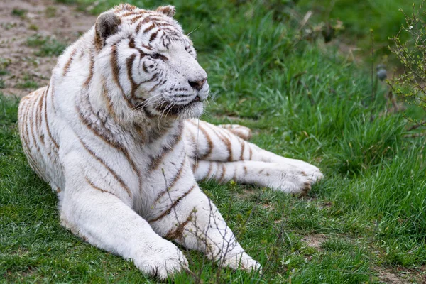Biały Tygrys Śpiący Lesie — Zdjęcie stockowe