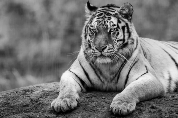 Retrato Tigre Bosque — Foto de Stock