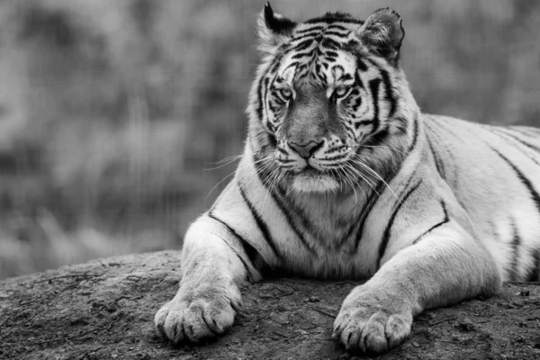 Portrait Tigre Dans Forêt — Photo