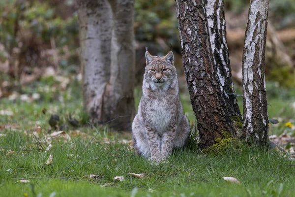 A lynx resting in the forest