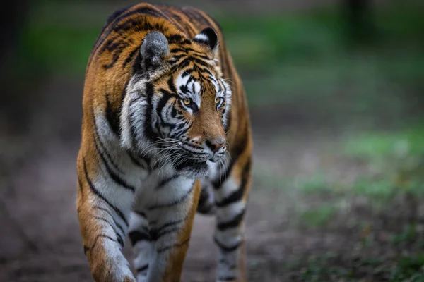 Ritratto Una Tigre Nella Foresta — Foto Stock