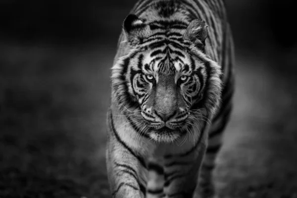 Ritratto Una Tigre Nella Foresta — Foto Stock