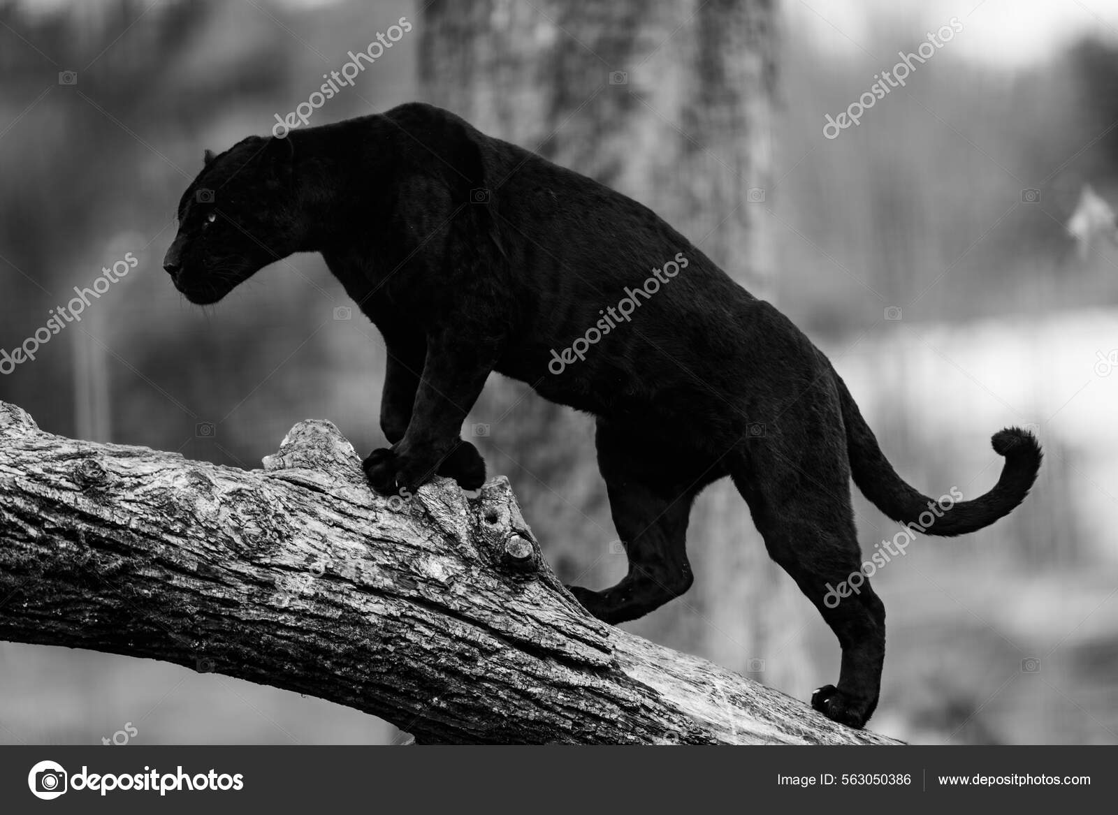 Talaba uyda yolgiz qolganda porno