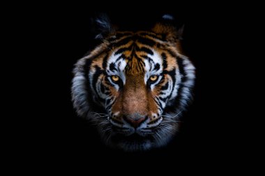 A Tiger with a black background clipart