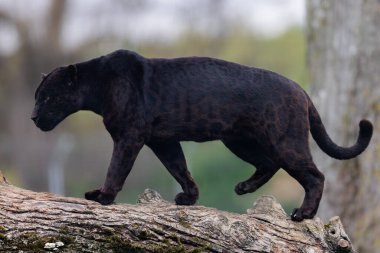 Siyah bir jaguar ağaçta uyuyor.