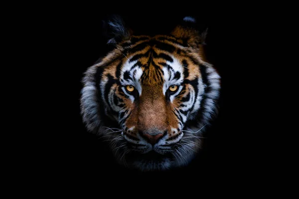 Tigre Com Fundo Preto — Fotografia de Stock