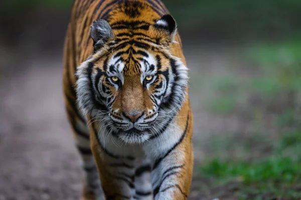 Portret Van Een Tijger Het Bos — Stockfoto