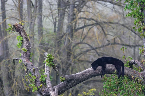 Jaguar Noir Dormant Sur Arbre — Photo
