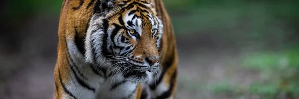 Modèle Tigre Dans Forêt — Photo