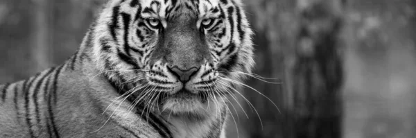 Template Una Tigre Nella Foresta — Foto Stock