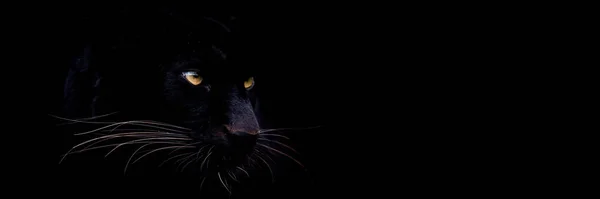 Vorlage Eines Schwarzen Panthers Mit Schwarzem Hintergrund — Stockfoto