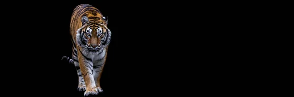 Modelo Tigre Com Fundo Preto — Fotografia de Stock