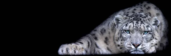 Modelo Leopardo Neve Com Fundo Preto — Fotografia de Stock