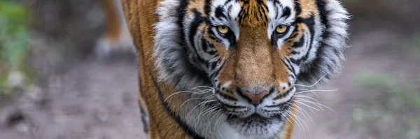 Vorlage Eines Tigers Wald — Stockfoto