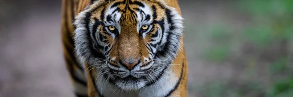 Sjabloon Van Een Tijger Het Bos — Stockfoto