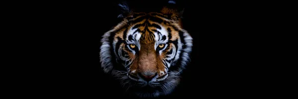 Szablon Tygrysa Czarnym Tłem — Zdjęcie stockowe
