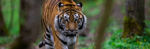 Szablon Tygrysa Lesie — Zdjęcie stockowe