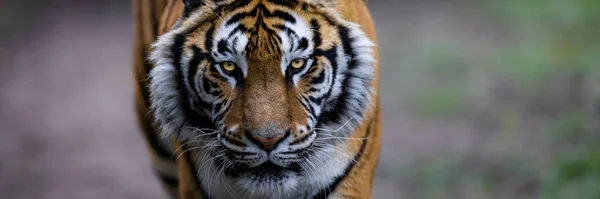 Plantilla Tigre Bosque —  Fotos de Stock