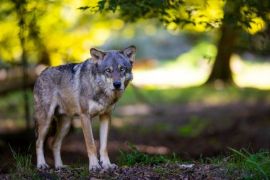 Ormandaki gri bir kurdun portresi