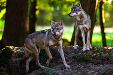 Ormandaki gri bir kurdun portresi