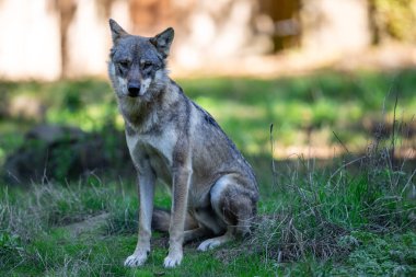 Ormandaki gri bir kurdun portresi