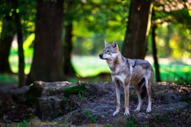 Ormandaki gri bir kurdun portresi