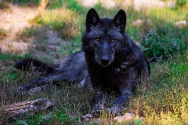Ormandaki siyah kurt ya da timberkurt portresi.