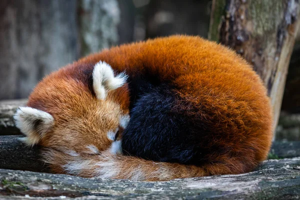 森の中で寝る赤いパンダ — ストック写真