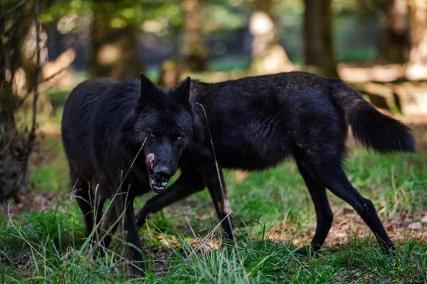 森の中のオオカミやオオカミの肖像 — ストック写真