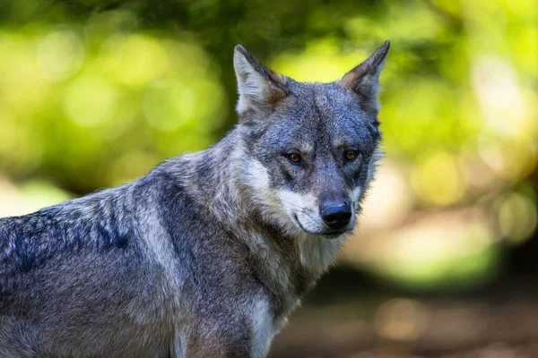 Portret Van Een Grijze Wolf Het Bos — Stockfoto