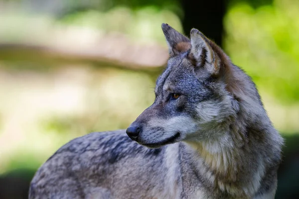 Retrato Lobo Cinzento Floresta — Fotografia de Stock