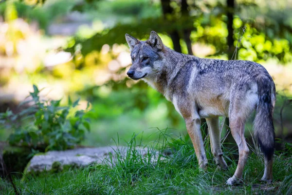 Retrato Lobo Gris Bosque — Foto de Stock