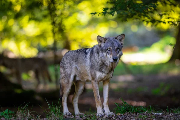 Retrato Lobo Cinzento Floresta — Fotografia de Stock