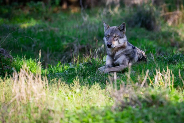 Retrato Lobo Cinzento Floresta — Fotografia de Stock