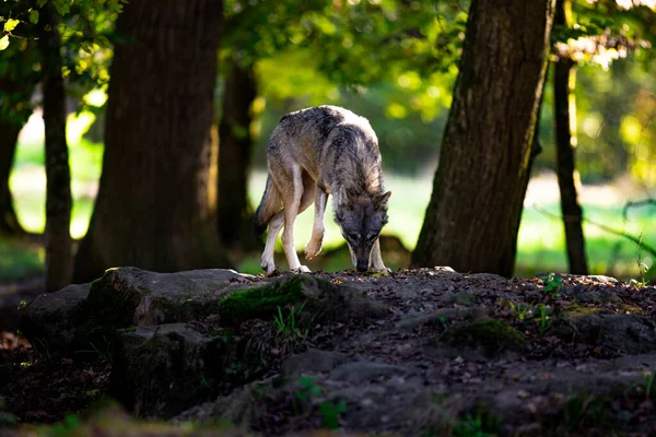 Portret Van Een Grijze Wolf Het Bos — Stockfoto