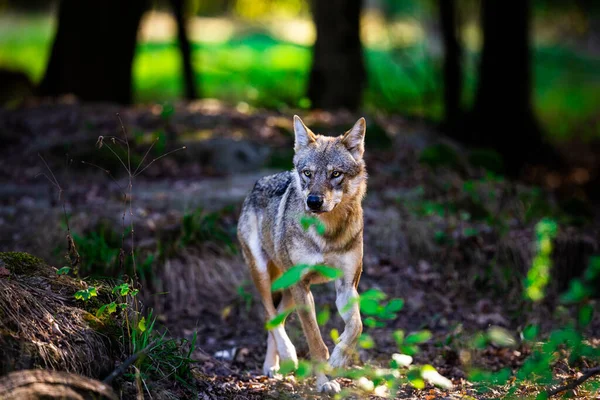 Portrét Šedého Vlka Lese — Stock fotografie