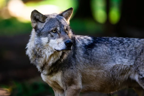 Ritratto Lupo Grigio Nella Foresta — Foto Stock