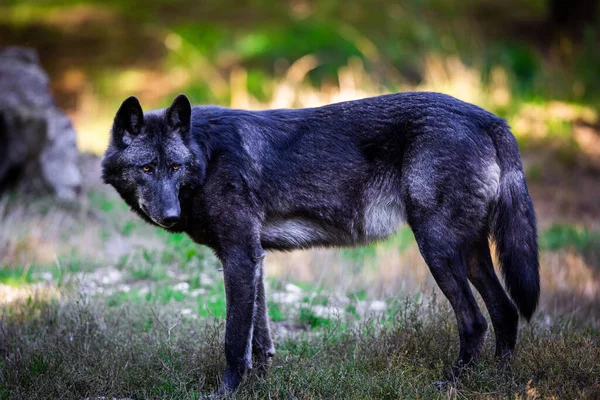 Πορτρέτο Ενός Μαύρου Λύκου Timberwolf Στο Δάσος — Φωτογραφία Αρχείου