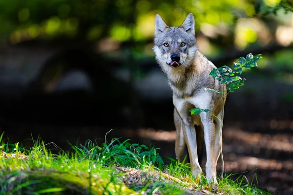 森の中のオオカミの肖像画 — ストック写真