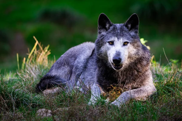 Πορτρέτο Ενός Μαύρου Λύκου Timberwolf Στο Δάσος — Φωτογραφία Αρχείου