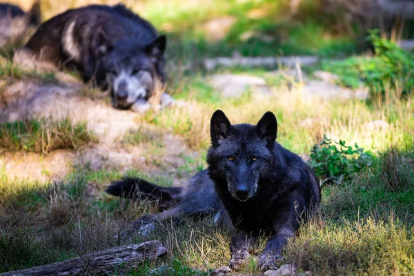 Πορτρέτο Ενός Μαύρου Λύκου Timberwolf Στο Δάσος — Φωτογραφία Αρχείου