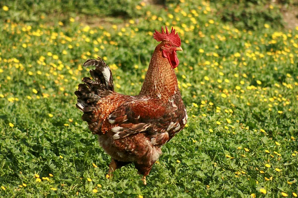 Polla en un hierba — Foto de Stock