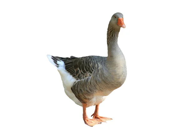 Grey goose with orange nose isolated on white background — Stock Photo, Image