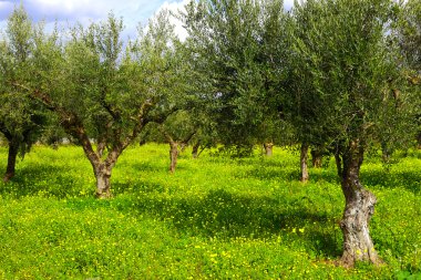 Zeytin ormanları yeşil çim ile. Yunanistan