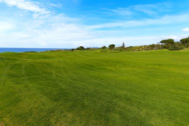 yeşil tarla ve mavi gökyüzü