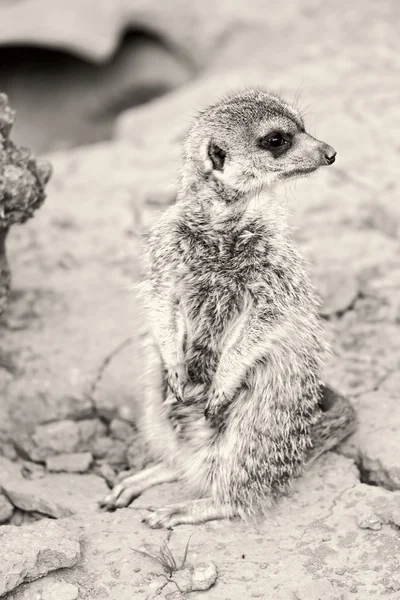 Foto de bebê meerkat em Athens Zoo, Grecia — Fotografia de Stock