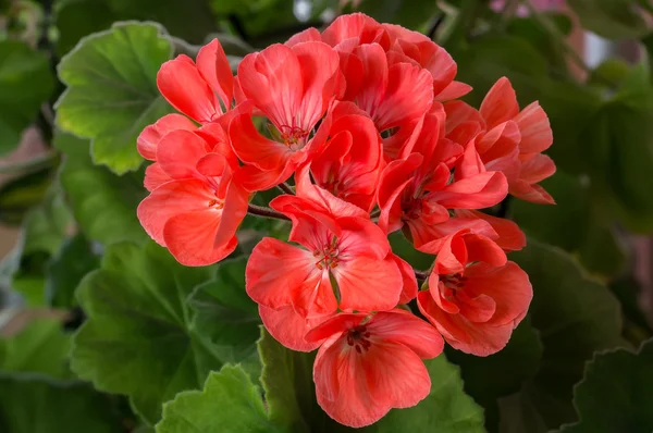 Pelargonien (Geranien) blühen — Stockfoto