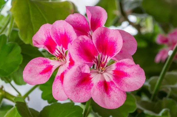 Пеларгонія (герань) цвітіння — стокове фото
